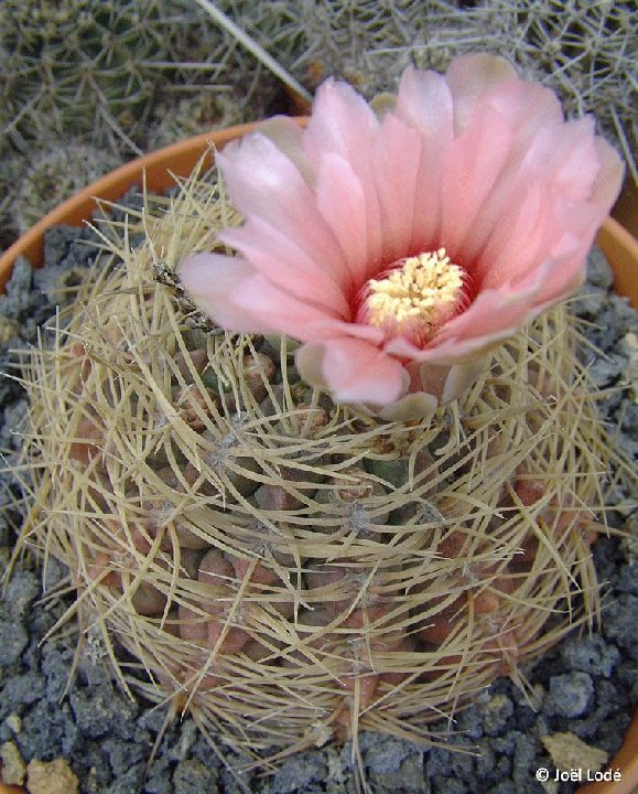 Gymnocalycium monvillei ex sp aff. hybopleurum JL1920